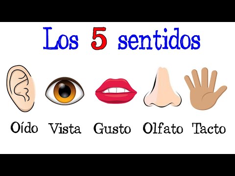 👅 The 5 Senses / Sense Organs 👋 [Easy and Fast] | BIOLOGY |