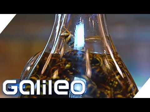Wasp schnapps? The most bizarre food trends from Japan | Galileo | ProSieben