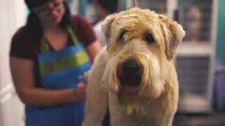 Nature's Pet Market in Salem Joins OregonSaves - Retirement Savings Program