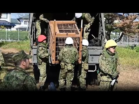 Video Thumbnail: Japan deploys troops to help stop bear attacks