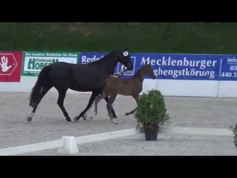 Bernay-Gloriosus filly 05/ 2016 for sale