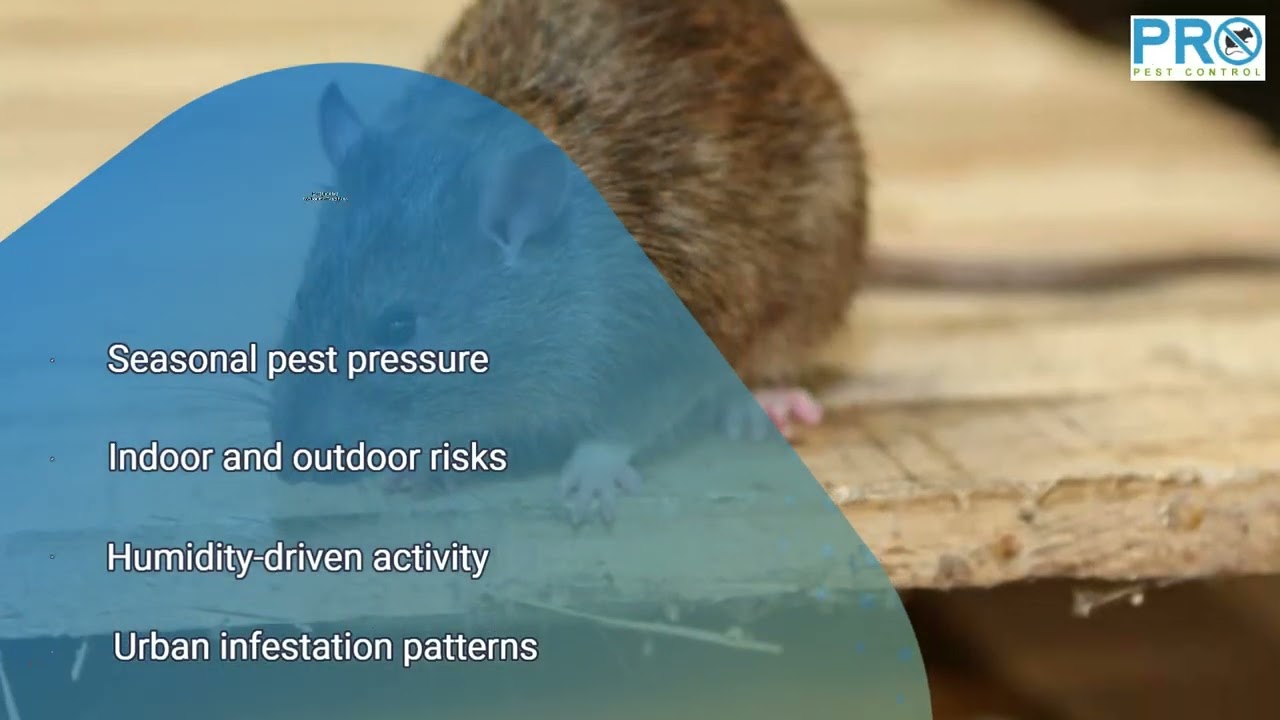 Emergency Pest Control Treatments in Melbourne