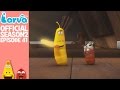 Official Wild Red Larva Season 2 Episode 41