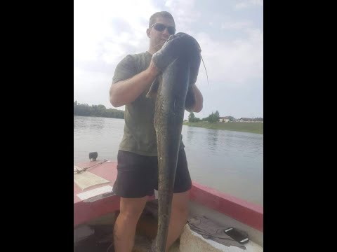 Catfish spinning  river Sava