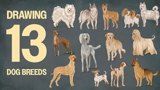 How to draw different dog breeds
