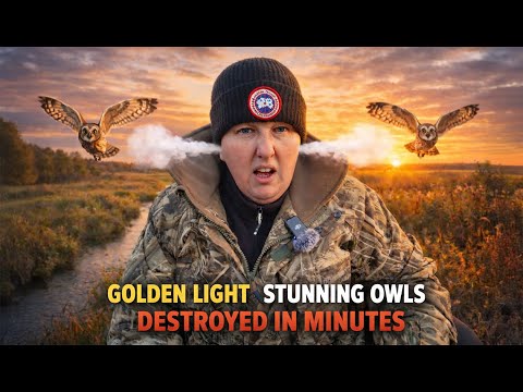 Short-eared Owls in Golden Light… Until It Was Ruined | Wildlife Photography Reality