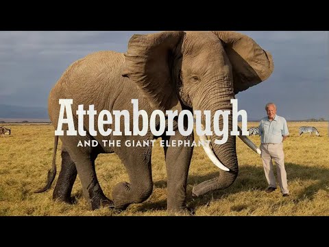 Attenborough and the Giant Elephant | The True Story of Jumbo