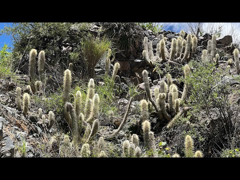 Cactaceas de Iruya | Echinopsis, Blossfeldia, Cleistocactus, Rebutia, Parodia | Flora Argentina