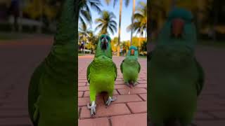 Bino se achou demais com a namorada 😂🦜💚