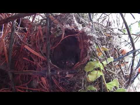 nest thick billed Euphonia 2 immatures in Boquete(Panama)