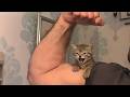 Dad Didn T Want A Cat Now It S His Favorite Child