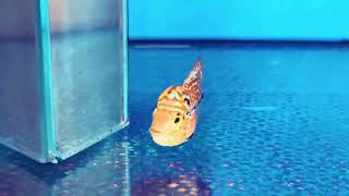 Nhí vip em body cực đẹp 1800k sdt zalo 0938882816 📱