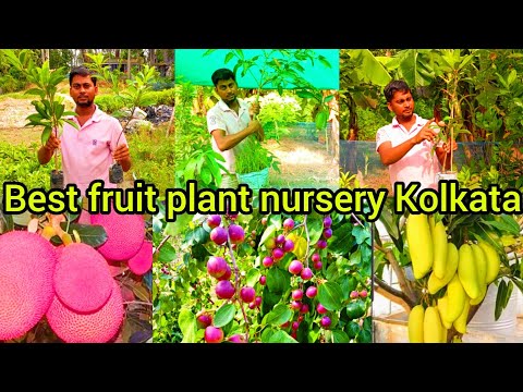 Best fruit plant nursery Kolkata | Nafisa nursery