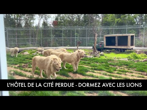 SLEEP WITH THE LIONS AT THE LOST CITY HOTEL!