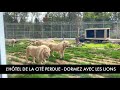 SLEEP WITH THE LIONS AT THE LOST CITY HOTEL
