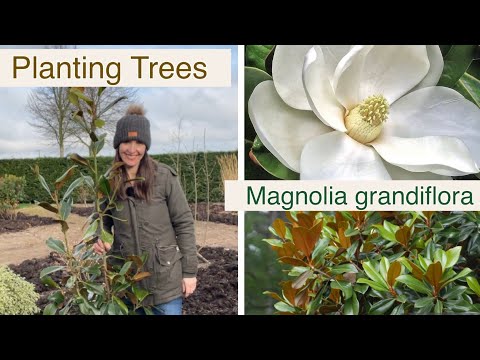 Planting an Evergreen Magnolia