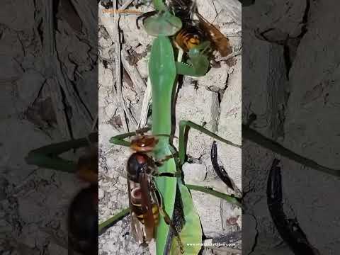 Hornet eating a praying mantis that's eating a hornet #new #video #attack #shortvideo #hornets