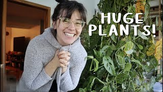 PLANT CHORES | I brought my houseplants back inside and they're HUGE