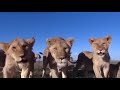 Simba The Lion Full Movie In French