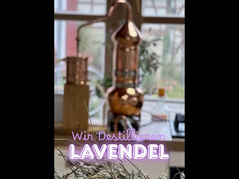Abgeblühten Lavendel destillieren! So funktioniert das am besten.
