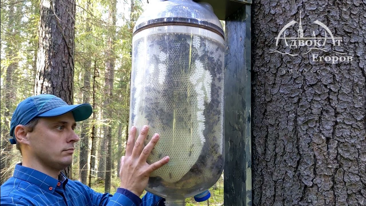 Бутылочное бесконтактное пчеловодство адвоката Егорова