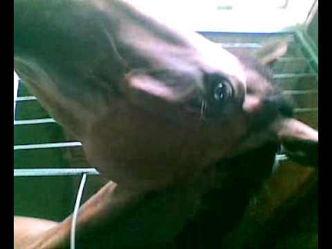 Nefro mój promyczek , koń , kon , konie XD