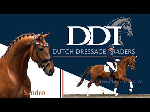 Sandro, Livius x Jazz, conformation x hard ground