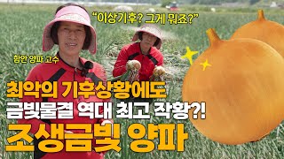 최악의 기후상황에도 역대 최고 작황?! 조생금빛 양파