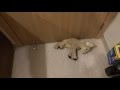 Esta puerta se está comiendo a este pobre peluche. ¿Qué sucede aquí?