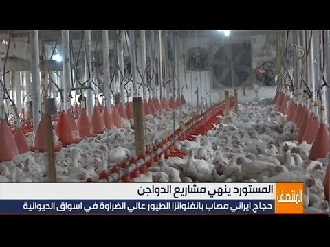 شاهد بالفيديو.. الديوانية .. دجاج ايراني مصاب بإنفلونزا الطيور