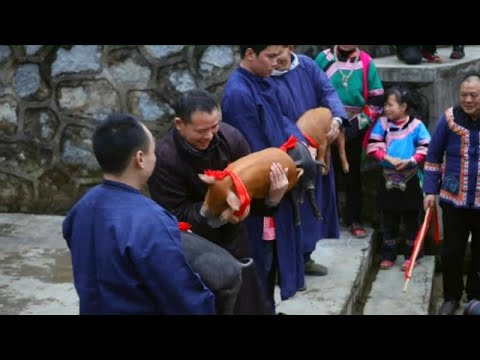 , title : ''Domuz Yılı'nı kutlayan Çinliler yavru domuzları yarıştırdı'