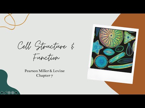 Chapter 7: Cell Structure & Function (includes transport)