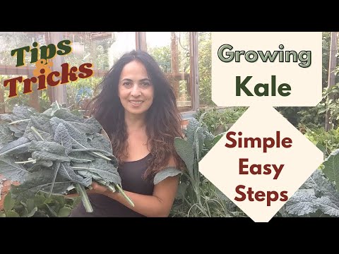 How to GrowYour Own Kale Indoors or in the Garden- Easy and Simple Steps &Tips