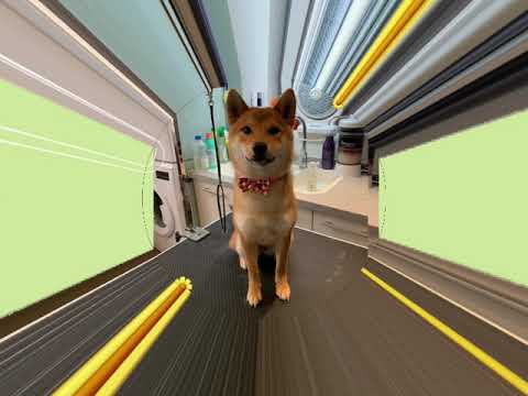 屯門 寵物美容寵物日托公司推介 - SMILE PET PET (寵物用品零售公司推介，寵物剪毛公司推介，寵物手剪公司推介，寵物微泡浸浴公司推介，狗狗沖涼公司推介，貓貓沖涼公司推介)