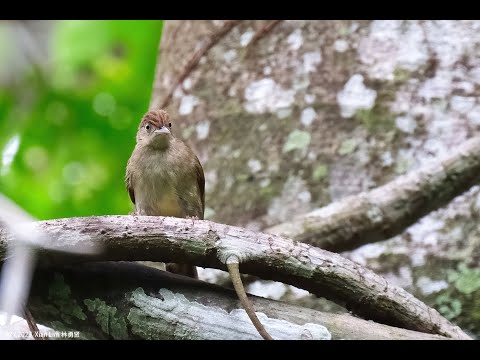 Bulbul olivový (Iole charlottae) — spev a hlas v prírode