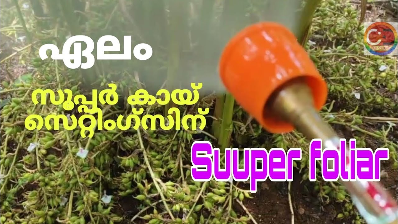 ഏലം I സൂപ്പർ കായ് സെറ്റിംഗ്സിന് I ഒരു സൂപ്പർ ഫോളിയാർ I അഴുകൽ പേടിയില്ലാതെ പ്രയോഗിക്കാം  