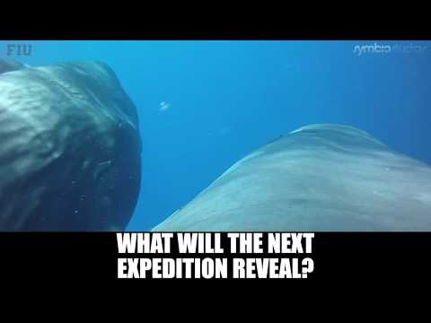 Sperm Whale Hunting Giant Squid