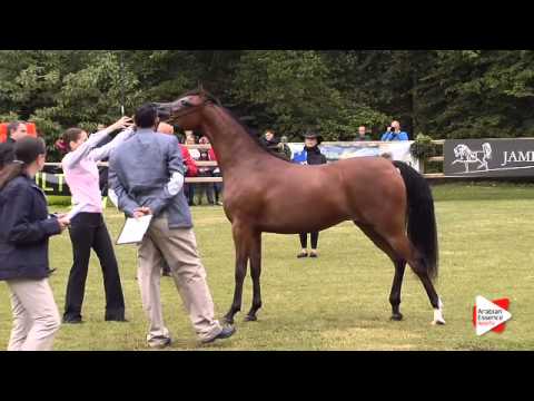 N.136 MAGNOLIA NWA - Bruges 2015 International - Fillies 2 years old (Class 103)