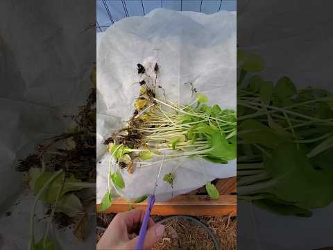 April Hotbed Harvest: Winter Garden Success Story