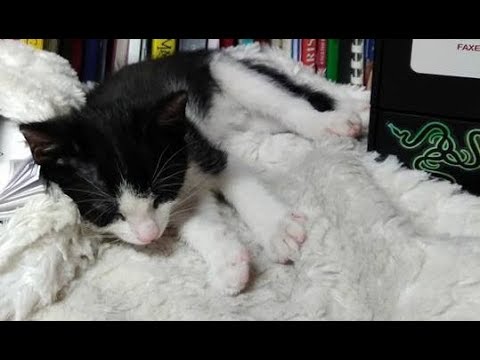 Katzenbaum - Kratzbaum bauen - Katzen