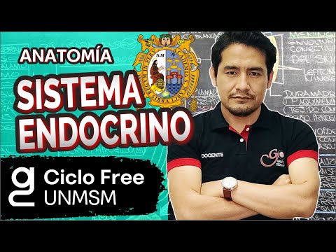 ANATOMÍA - Sistema endocrino [CICLO FREE]