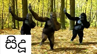 Sidu Theme Song Monkey Dance