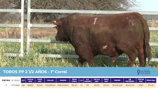 2 Toros PP 2 años y medio - Gregorio Aberasturi - Plaza Ganadera