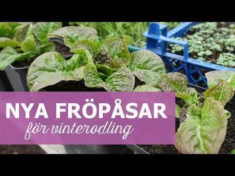 Nya fröpåsar för vinterodling - I samarbete med Nelson Garden