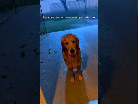 Ela me pediu ajuda para salvar seus bebês 🥺❤️