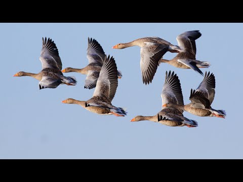 Bird Photography - How I Plan My Autumn Shoots For The Best Photos (Canon 1DX)