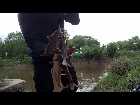 UN RATO DE PESCA Y HAY BAGRES, GENTEEE!! RÍO ARRECIFES 🎣
