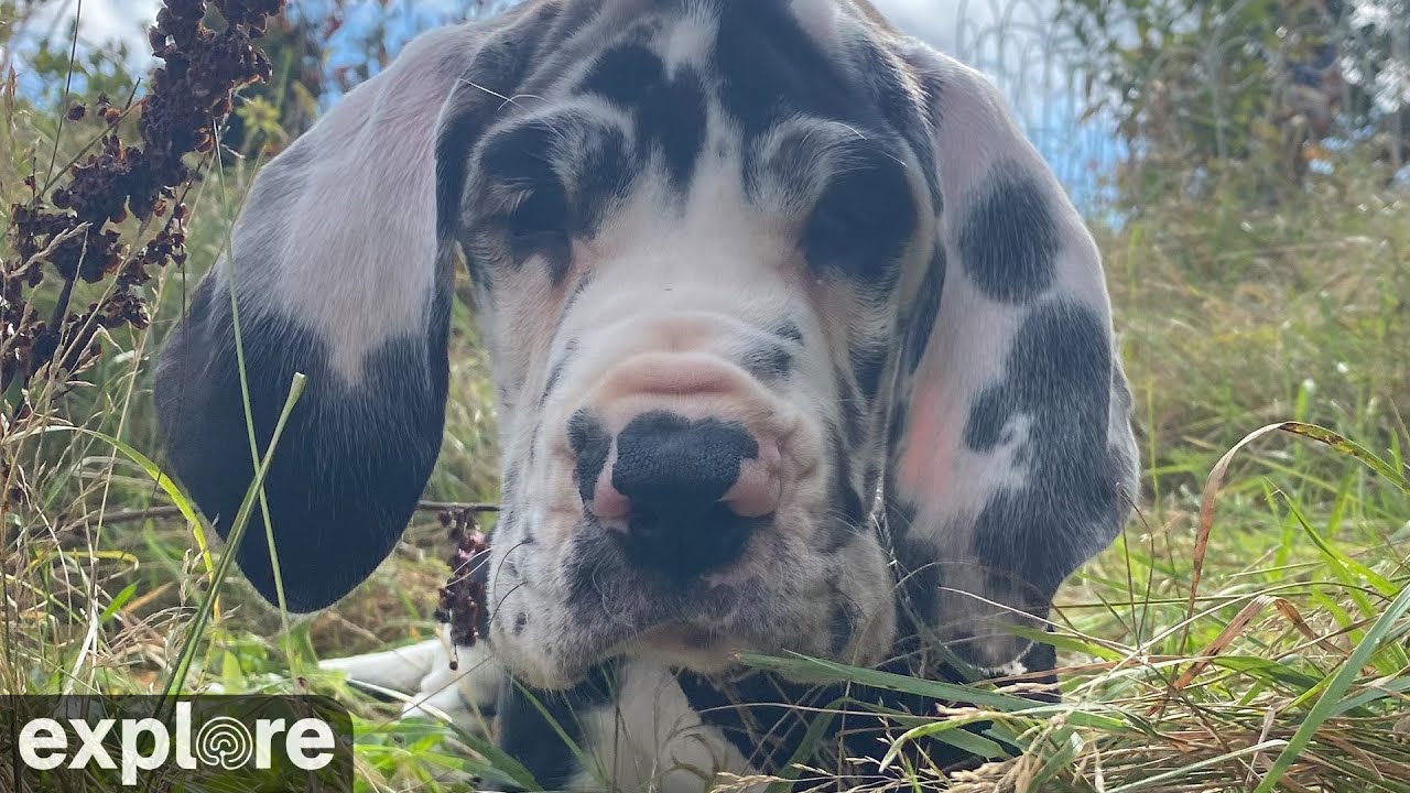Live webcam view of Sala de Cachorros Northeast Canine