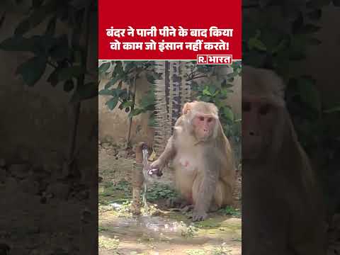 Monkey Open Water Tap Like Human: इंसानों की तरह नल चलाकर पानी पीता समझदार बंदर! | Viral Video