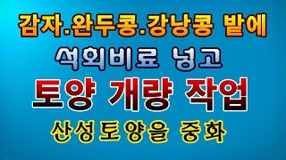 [텃밭농부. 1,331]  감자. 완두콩. 강낭콩 밭에 석회비료 넣고 토양 개량작업.